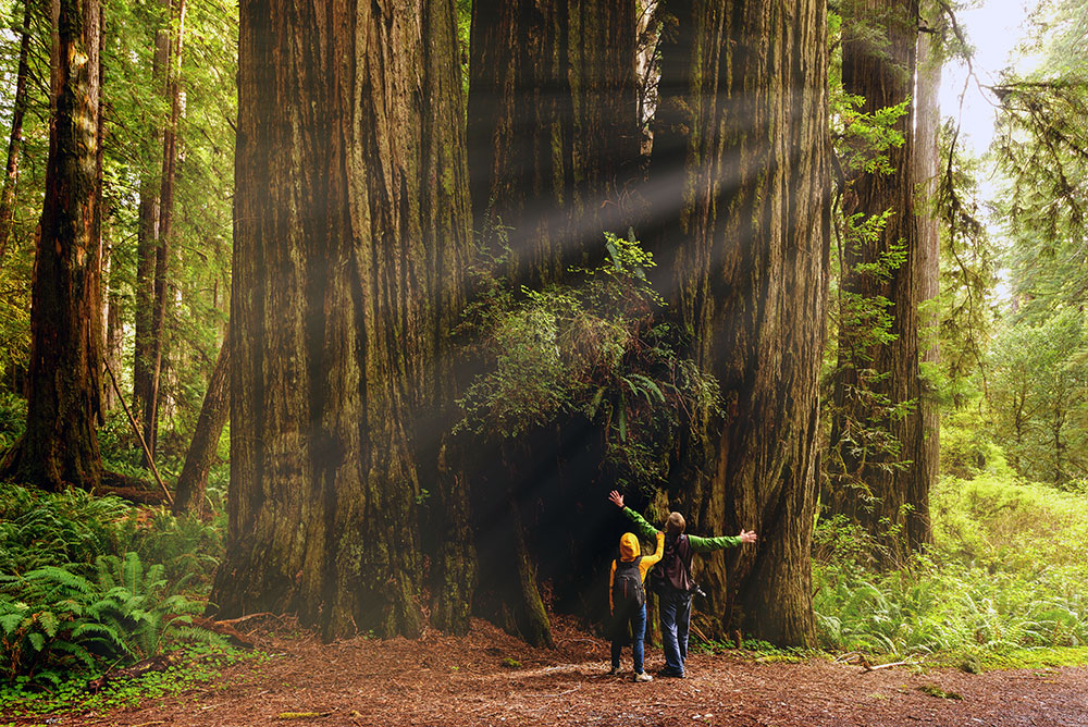 Two people under a massive redwood tree in Redwood National Park