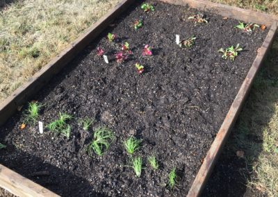 a planter box with lettuce ready to