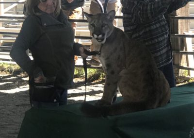 Students look on as two animal handlers present a mountain lion